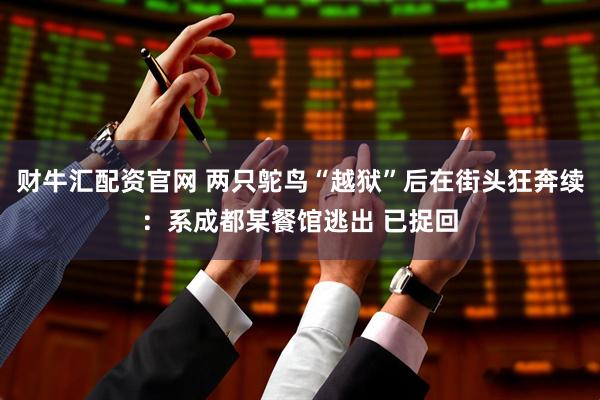 财牛汇配资官网 两只鸵鸟“越狱”后在街头狂奔续：系成都某餐馆逃出 已捉回